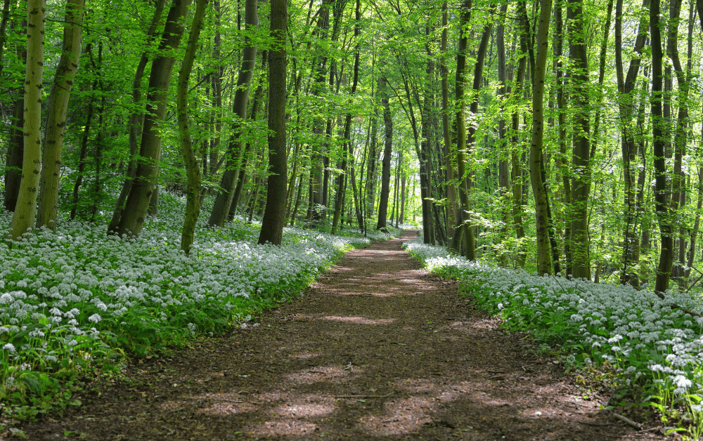 A lush green forest trail in springtime, surrounded by wildflowers and tall trees.