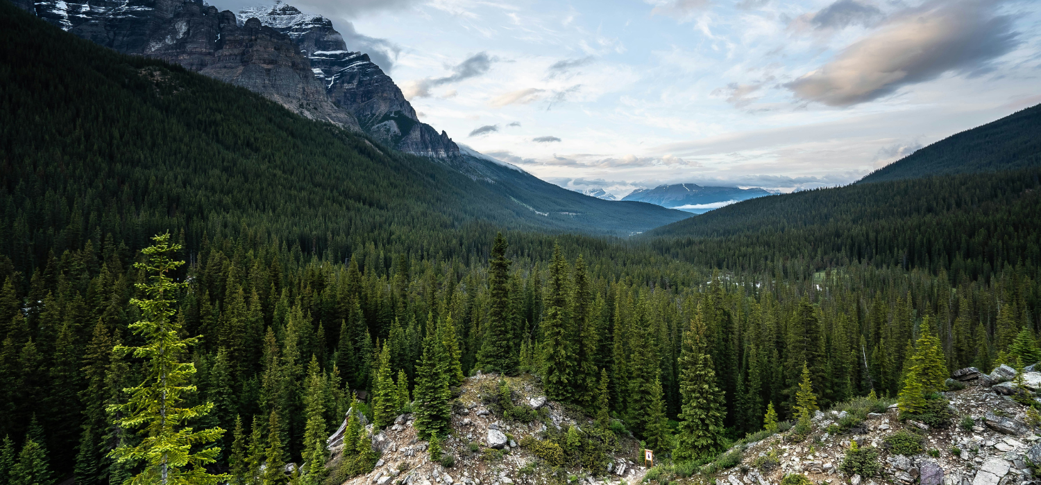 Unraveling the Myth: The Legend of Sasquatch - The Soul Squatch